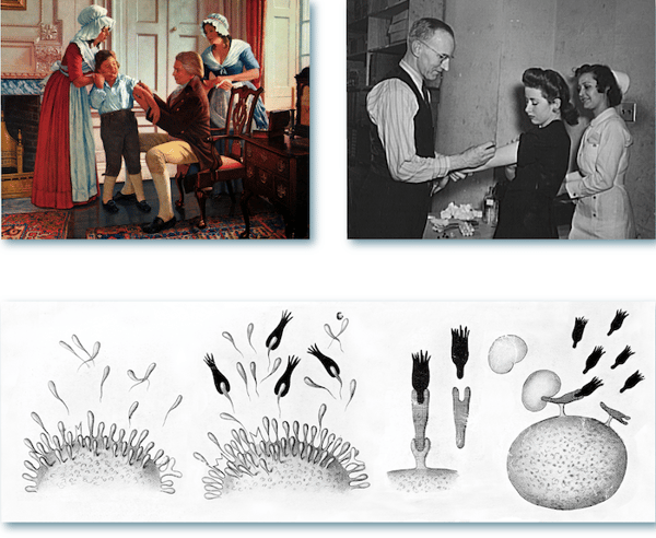 Antibody Essentials Part 3 How Antibody Technology Evolved CST Blog